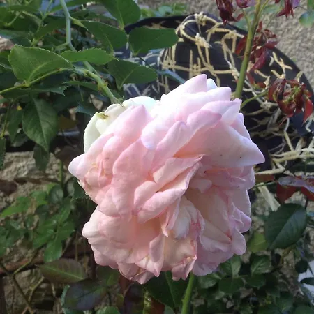 住宿加早餐酒店 D'hotes Le Nid Du Phare Avec Jacuzzi Prive